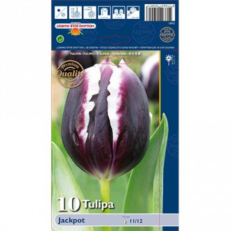 Tulipan Triumph Jackpot interface.image 6
