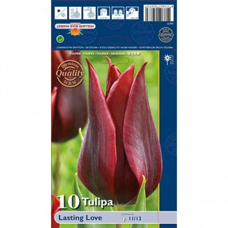 Tulipan liliokształtny Lasting Love interface.image 1
