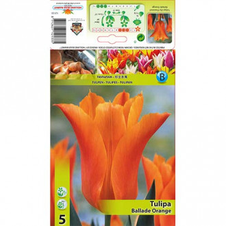 Tulipan liliokształtny Ballade Orange interface.image 5