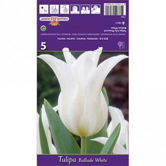 Tulipan liliokształtny Ballade White interface.image 3