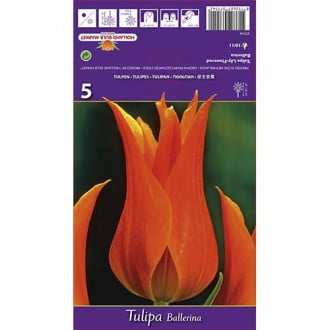 Tulipan liliokształtny Ballerina interface.image 6