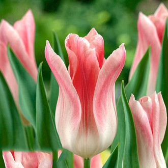 Tulipan liliokształtny Holland Chic interface.image 6