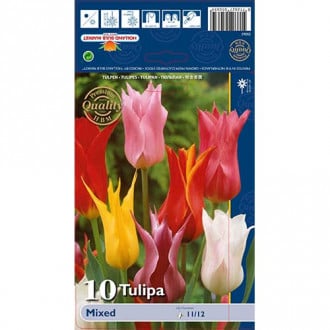 Tulipan liliokształtny, mix kolorów interface.image 4