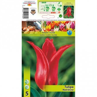 Tulipan liliokształtny Red Shine interface.image 3