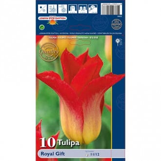 Tulipan liliokształtny Royal Gift interface.image 3