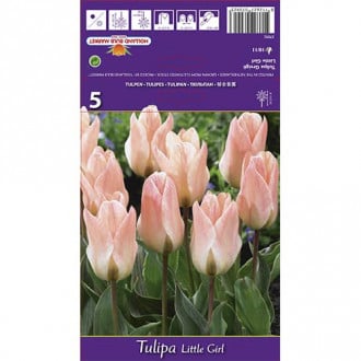 Tulipan Greiga Little Girl interface.image 6