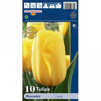 Tulipan Triumph Muscadet interface.image 2