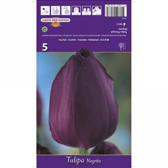 Tulipan Triumph Negrita interface.image 2