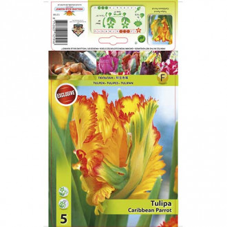 Tulipan papuzi Carribean Parrot interface.image 4