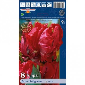 Tulipan papuzi Erna Lindgreen interface.image 1