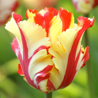 Tulipan papuzi Flaming Parrot Gold interface.image 2