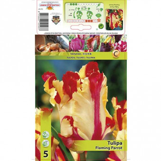 Tulipan papuzi Flaming Parrot interface.image 5