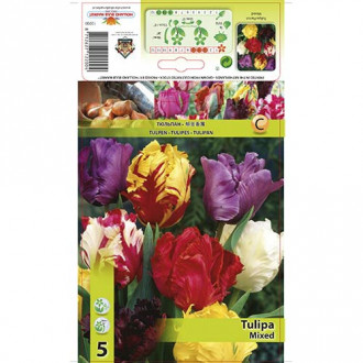 Tulipan papuzi, mix kolorów interface.image 4