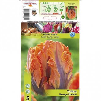 Tulipan papuzi Orange Rococo interface.image 1