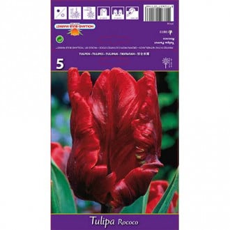 Tulipan papuzi Rococo Parrot interface.image 6
