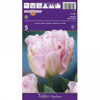Tulipan pełny Angelique interface.image 1