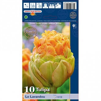 Tulipan pełny Le Lavendou interface.image 1