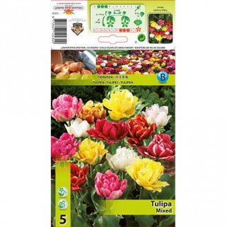 Tulipan pełny, mix kolorów interface.image 1