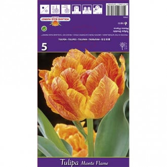 Tulipan pełny Monte Flame interface.image 4