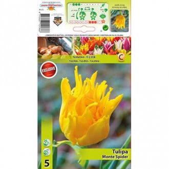Tulipan liliokształtny Monte Spider interface.image 1