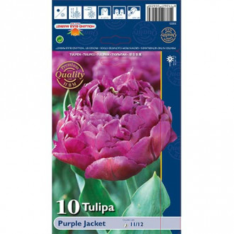Tulipan pełny Purple Jacket interface.image 2
