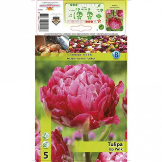 Tulipan pełny Up Pink interface.image 3