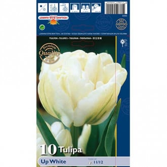 Tulipan pełny Up White interface.image 6