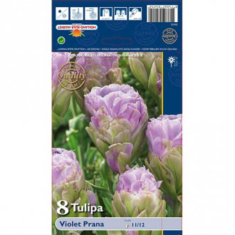 Tulipan pełny Violet Prana interface.image 6