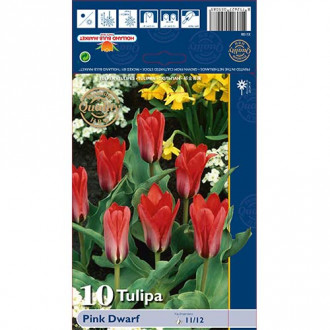 Tulipan Kaufmanna Pink Dwarf interface.image 6