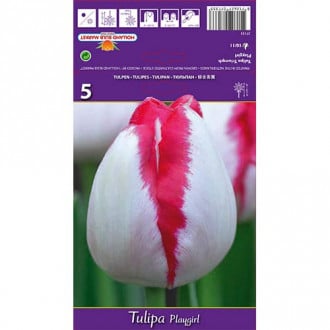 Tulipan Triumph Playgirl interface.image 4