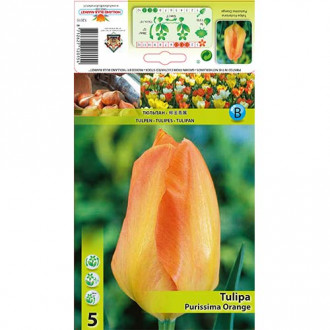 Tulipan Fostera Purissima Orange interface.image 1