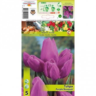 Tulipan Triumph Purple Bouquet interface.image 1