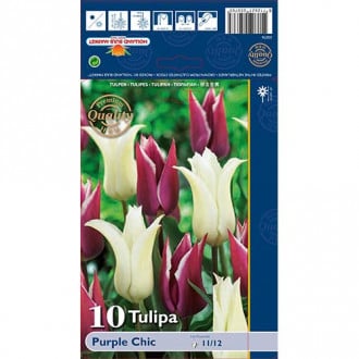 Tulipan liliokształtny Purple Chic, mix kolorów interface.image 6