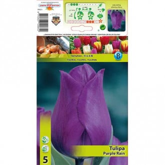 Tulipan Triumph Purple Rain interface.image 1