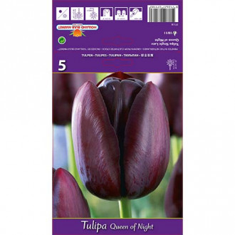 Tulipan Queen of Night interface.image 2