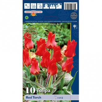 Tulipan Greiga Red Torch interface.image 2