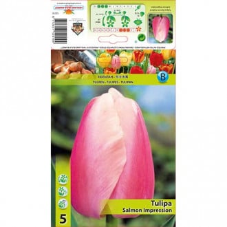 Tulipan Darwina Salmon Impression interface.image 6