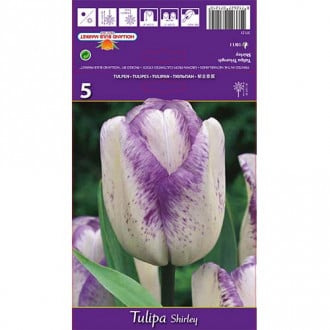 Tulipan Shirley interface.image 4