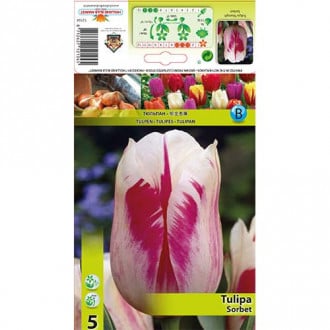 Tulipan Sorbet interface.image 2