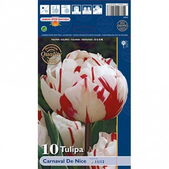 Tulipan pełny Carnaval de Nice interface.image 4