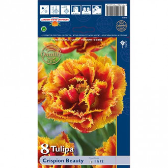Tulipan strzępiasty Crispion Beauty interface.image 3