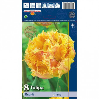 Tulipan strzępiasty Esprit interface.image 3