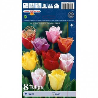Tulipan strzępiasty Fringed, mix kolorów interface.image 6
