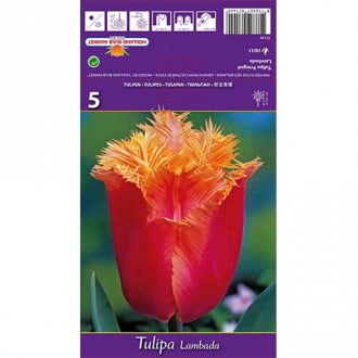 Tulipan strzępiasty Lambada interface.image 6