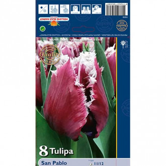 Tulipan strzępiasty San Pablo interface.image 2