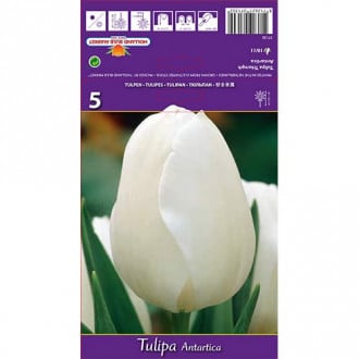 Tulipan Triumph Antarctica interface.image 1