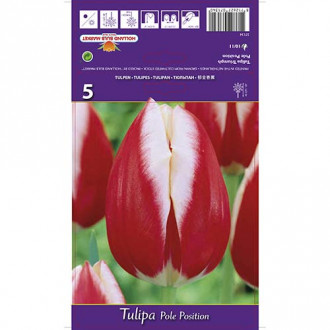 Tulipan Triumph Pole Position interface.image 1
