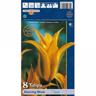 Tulipan Viridiflora Dancing Show interface.image 6