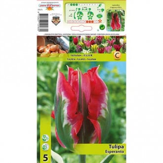 Tulipan Viridiflora Esperanto interface.image 1