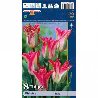 Tulipan Viridiflora Virichic interface.image 6